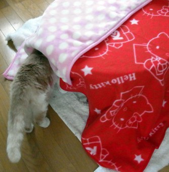 「猫だらけ」