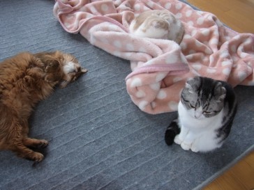 「猫だらけ」
