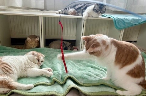 thumbnail_IMG_0300 (2)