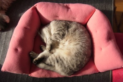 「猫だらけ」