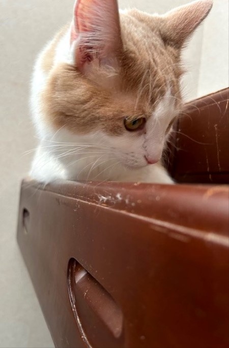 thumbnail_IMG_6884 (3)
