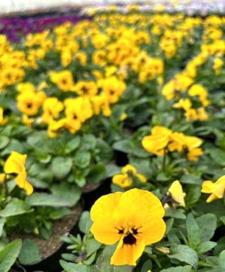 thumbnail_IMG_7762