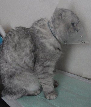 「猫だらけ」
