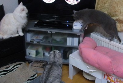 「猫だらけ」