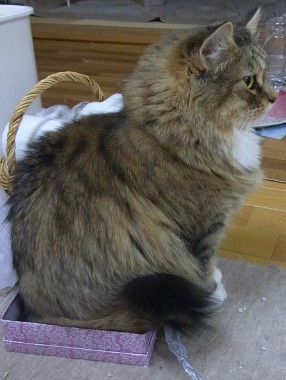 「猫だらけ」