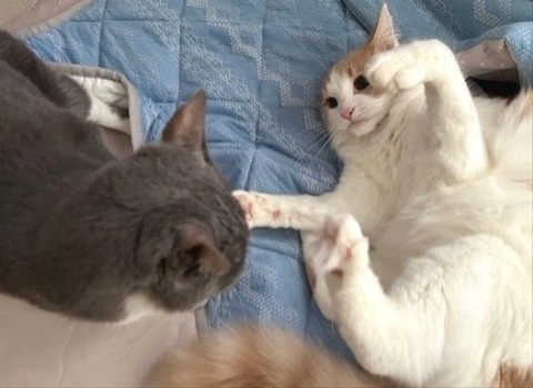 thumbnail_IMG_4165 (1)