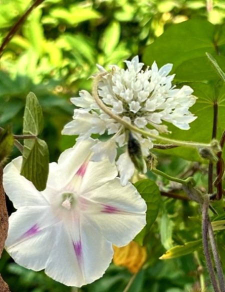 thumbnail_IMG_9145