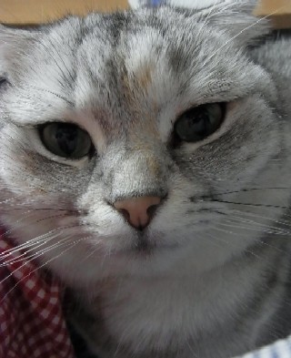 「猫だらけ」