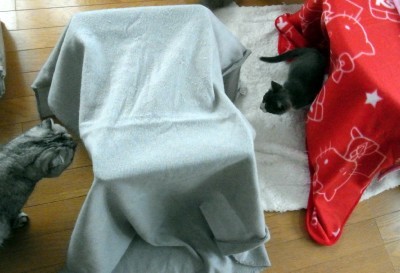 「猫だらけ」