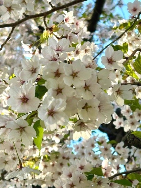 thumbnail_IMG_5588 (2)