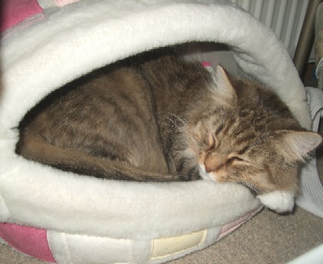 2008_0219猫写真0008