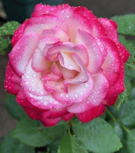 thumbnail_IMG_2670 (2)