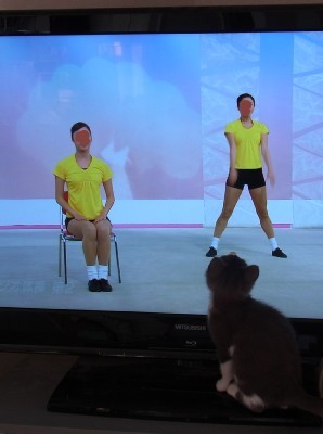 「猫だらけ」