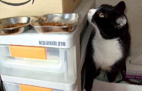 2007_0417猫写真0005