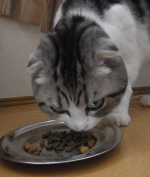 「猫だらけ」