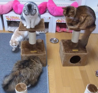 「猫だらけ」