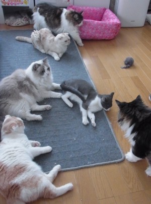 「猫だらけ」