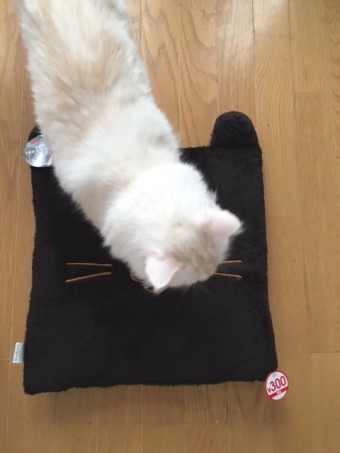 ダイソーで買った猫用クッション 猫だらけ Powered By ライブドアブログ ダイソーで買った猫用クッション 猫だらけ Powered By ライブドアブログ