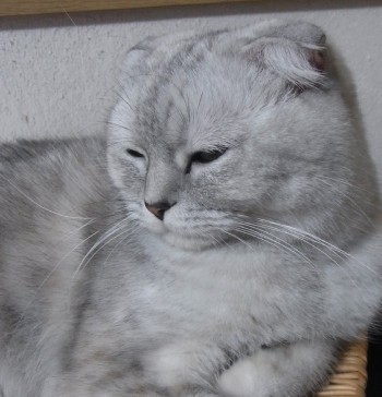 「猫だらけ」