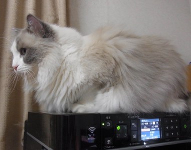「猫だらけ」