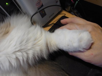 「猫だらけ」