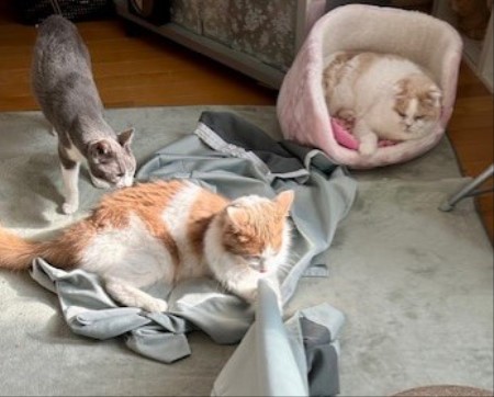 thumbnail_IMG_4847