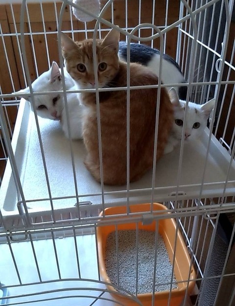 o1065138615694418193