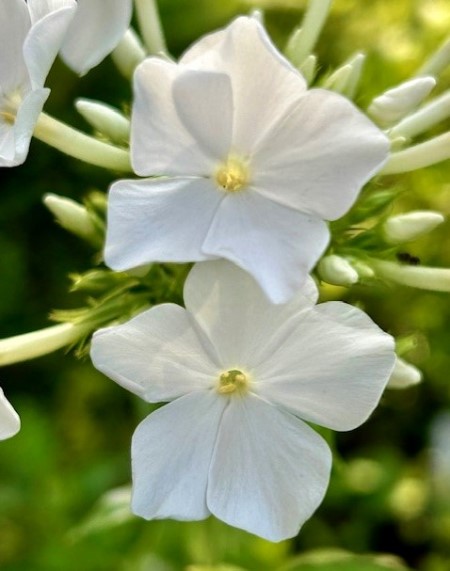 thumbnail_IMG_0051 (3)