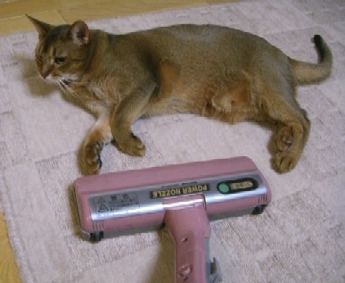 「猫だらけ」