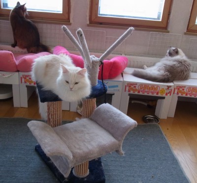 「猫だらけ」
