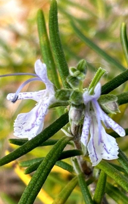 thumbnail_IMG_7711 (1)