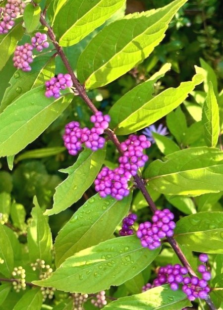 thumbnail_IMG_2828 (1)