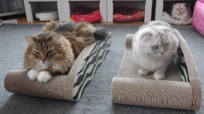 「猫だらけ」