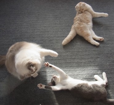 「猫だらけ」