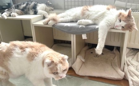 4c3ce854-b789-4c02-aedd-77d433402423