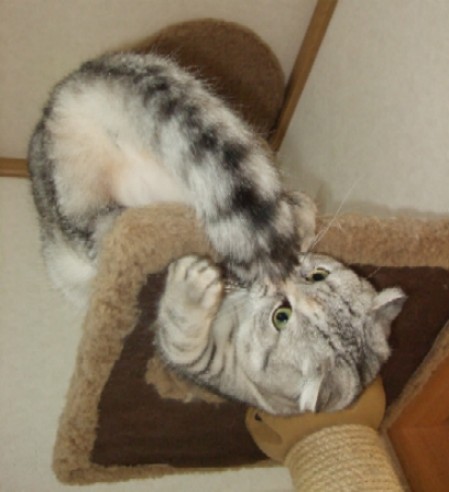 2007_1216猫写真0035