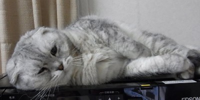 「猫だらけ」