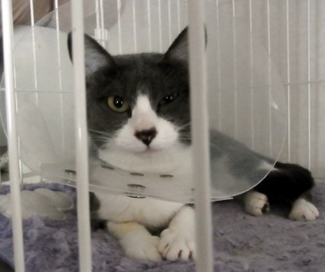 「猫だらけ」