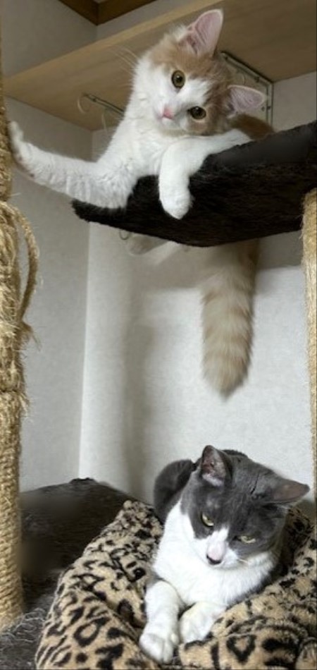 thumbnail_IMG_3533