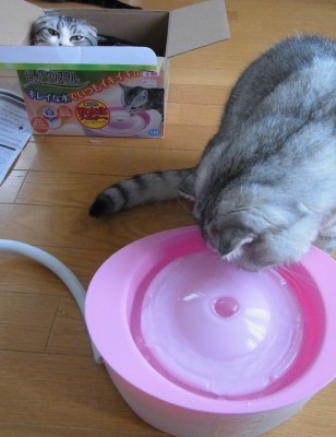 「猫だらけ」