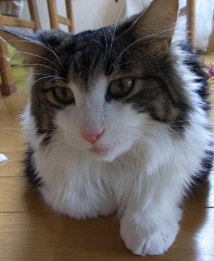 「猫だらけ」