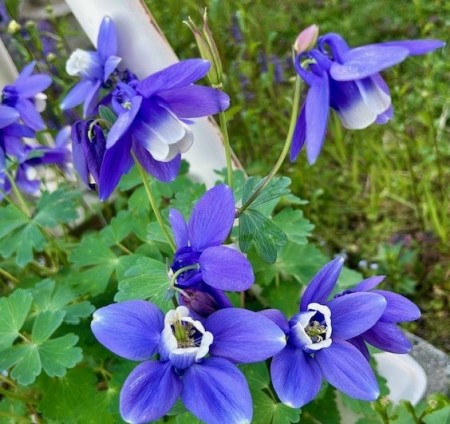 thumbnail_IMG_6754 (1)