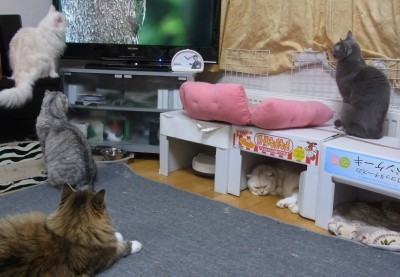 「猫だらけ」