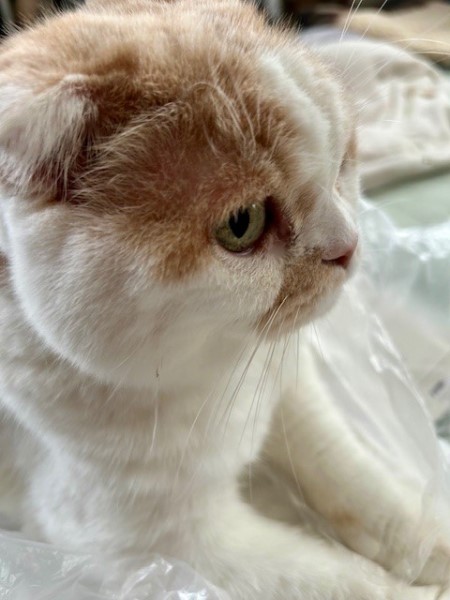 thumbnail_IMG_2775 (1)