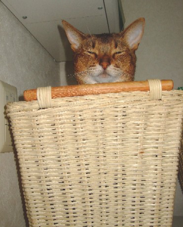 2007_1001猫写真0012
