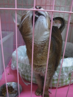 「猫だらけ」