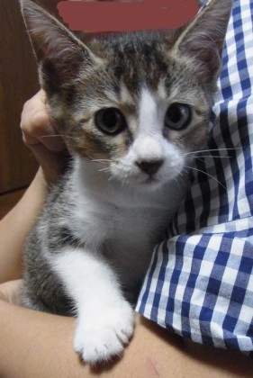「猫だらけ」
