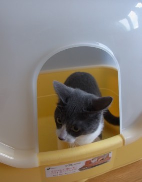 「猫だらけ」