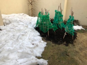 IMG_246911