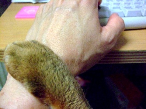 2007_0909猫写真0003